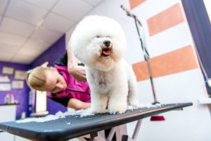 Τάσεις και αλλαγές για τον επαγγελματία Groomer στην ενοποιημένη Ευρώπη