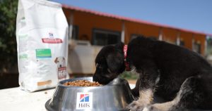 Η HILL’S σε συνεργασία με το Υπουργείο Εσωτερικών και όλους τους αρμόδιους φορείς στηρίζει τα καταφύγια και τα σωματεία αδέσποτων ζώων σε όλη τη Ελλάδα