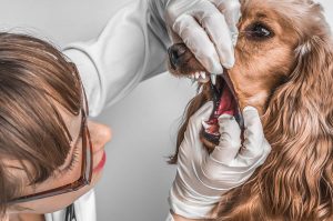 Οδοντιατρική στην Κτηνιατρική Πράξη