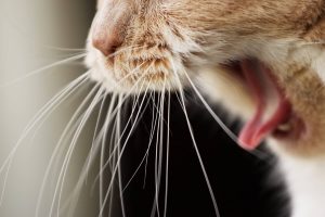 Η σημασία της αποβολής τριχοβεζωαρίων στη γάτα