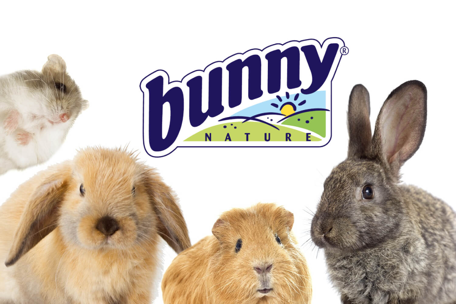 bunny-nature-1