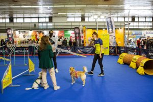 Discover Dogs: Η μοναδική έκθεση για όλους τους σκύλους ανεβαίνει στη Θεσσαλονίκη